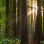 Californian-Redwoods