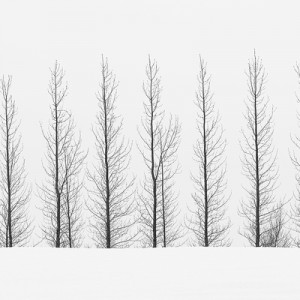 Snow Pines