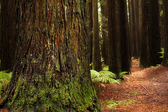 Californian Redwoods