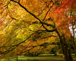 Westonbirt Arboretum, England