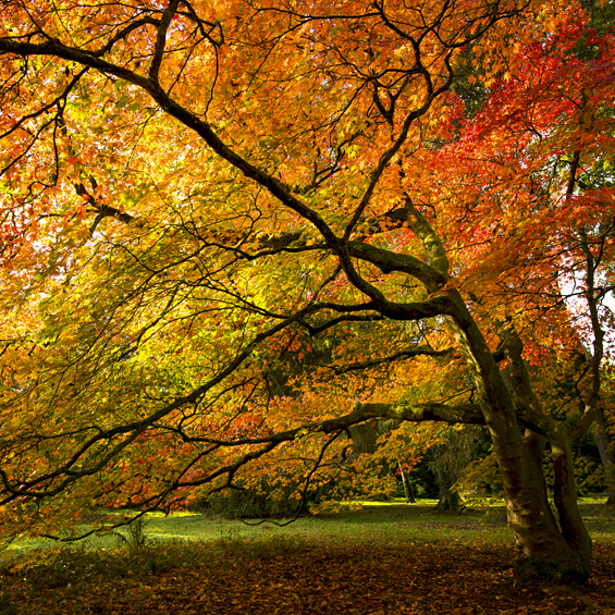 Westonbirt Arboretum, England